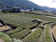 牧之原・川根路のお茶